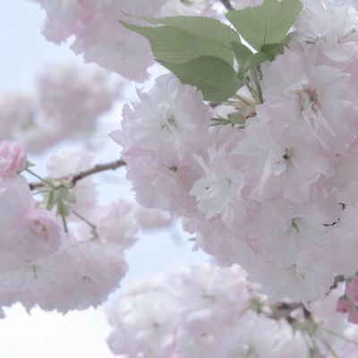 富平福瑞交流群